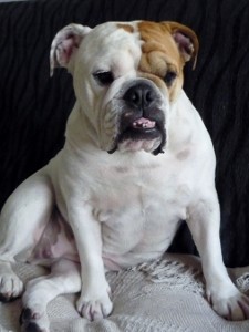 Aquí Wanda tenía 6 años. Encantadora. La gente que quiera verla en youtube que busque Wanda perra bulldog ingles y la verá desde cachorrita y de mayor